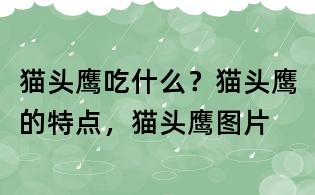 貓頭鷹吃什么?貓頭鷹的特點,貓頭鷹圖片