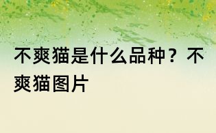 不爽貓是什么品種？不爽貓圖片