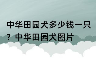 中華田園犬多少錢一只?中華田園犬圖片