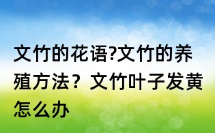 文竹的花語?文竹的養殖方法？文竹葉子發黃怎么辦
