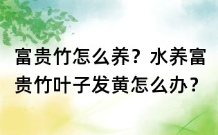 富貴竹怎么養(yǎng)？水養(yǎng)富貴竹葉子發(fā)黃怎么辦？