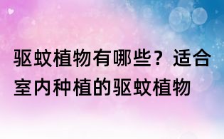 驅蚊植物有哪些?適合室內種植的驅蚊植物