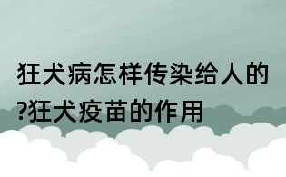 狂犬病怎樣傳染給人的?狂犬疫苗的作用