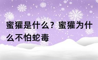 蜜獾是什么？蜜獾為什么不怕蛇毒