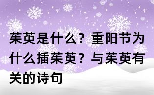 茱萸是什么?重陽節(jié)為什么插茱萸?與茱萸有關(guān)的詩句
