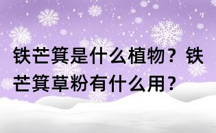 鐵芒箕是什么植物?鐵芒箕草粉有什么用?