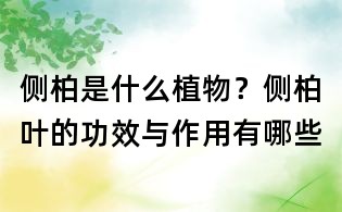 側(cè)柏是什么植物？側(cè)柏葉的功效與作用有哪些