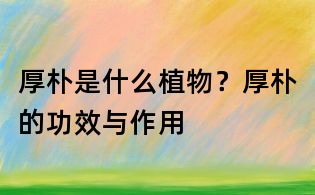 厚樸是什么植物？厚樸的功效與作用