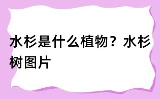 水杉是什么植物?水杉樹圖片