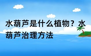 水葫蘆是什么植物？水葫蘆治理方法