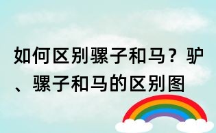 如何區(qū)別騾子和馬?驢、騾子和馬的區(qū)別圖