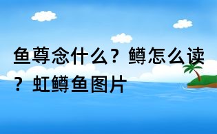 魚尊念什么?鱒怎么讀?虹鱒魚圖片